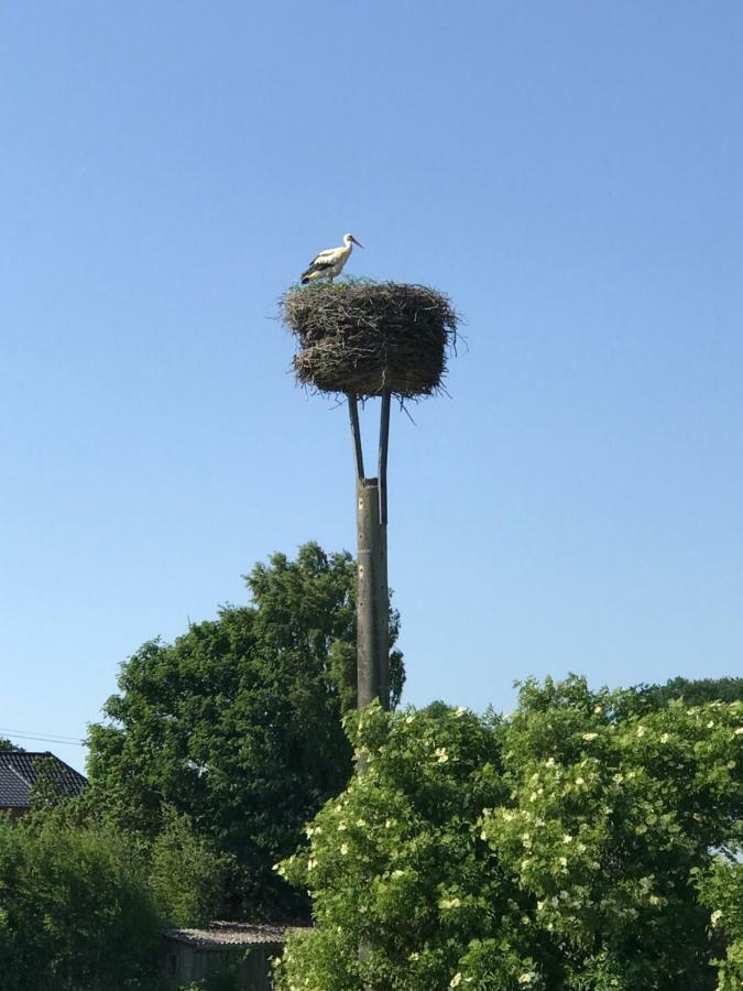 Landhaus Zum Storchennest Kloster Wulfshagen Kültér fotó